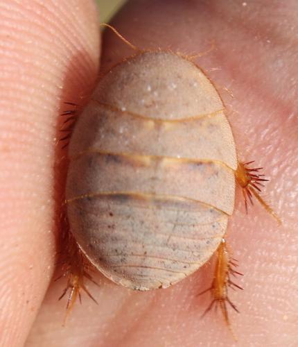 Heterogamodes sp.